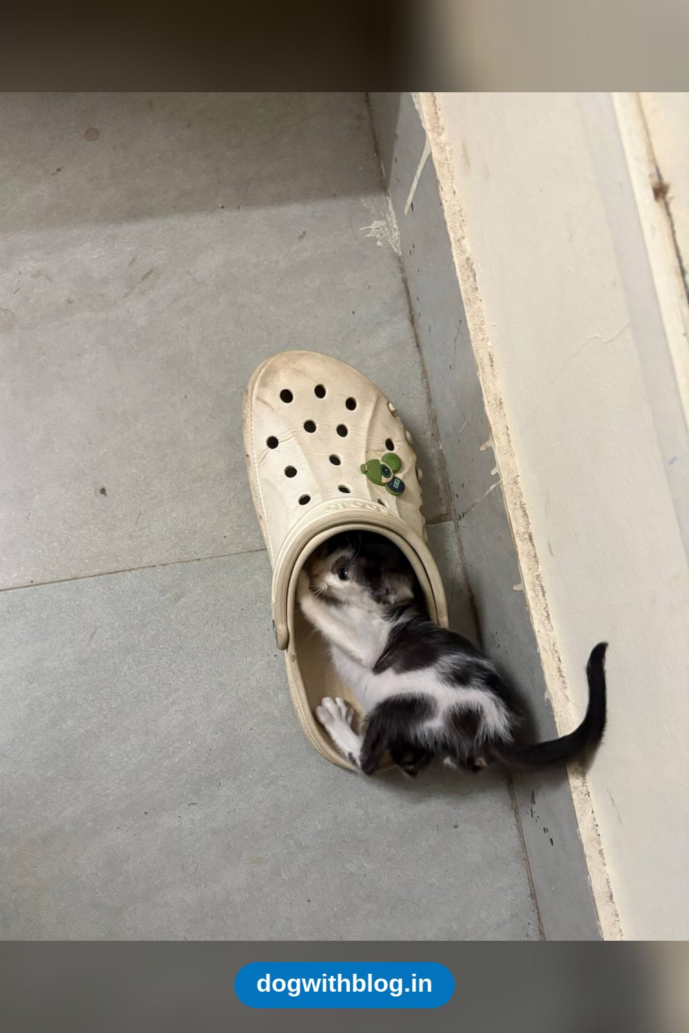 Four-Week-Old Male Kitten From Powai, Vet-Checked, Needs a Home — Mumbai