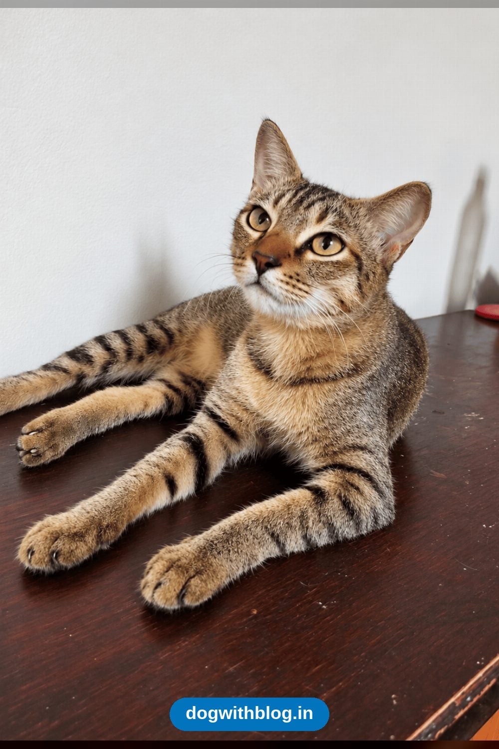 Max, a Playful Spayed 1-Year-Old Cat With a Rough Start, Needs a Home — Mumbai