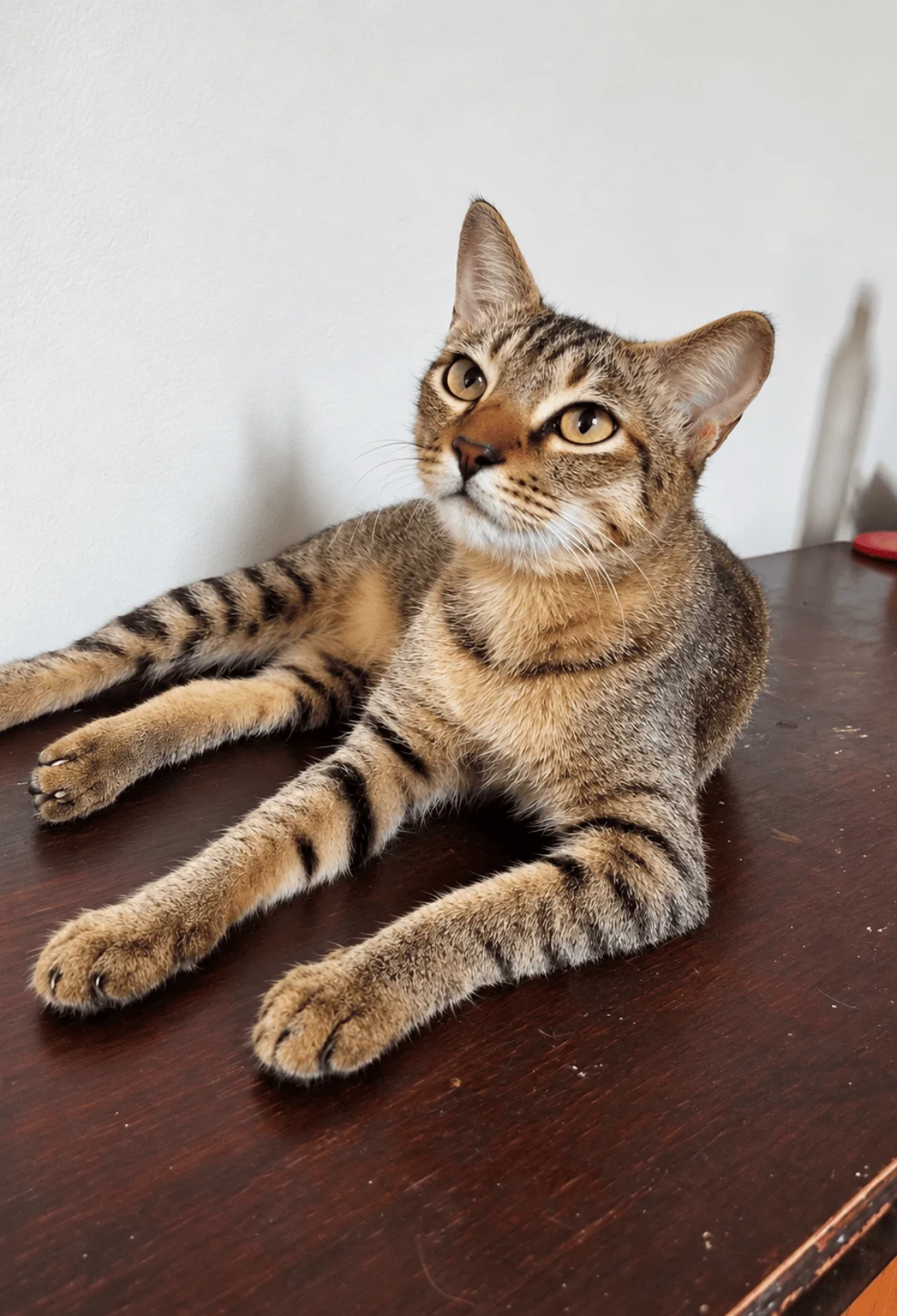 Max, a Playful Spayed 1-Year-Old Cat With a Rough Start, Needs a Home in Mumbai
