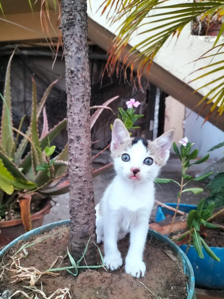 A white kitten with grey-brown ears standing beside a potted plant. One of three male kittens up for adoption in Park Circus, Kolkata.