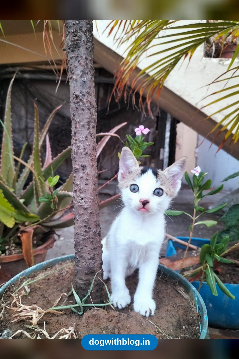 Three Male Kittens, 3 Months Old, Born on a Terrace in Park Circus in Kolkata