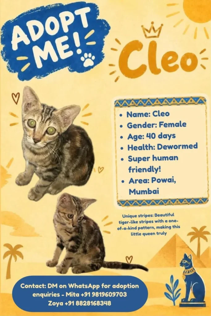 Adoption poster for Cleo, a 40-day-old female kitten with brown tiger-like stripes, shown in two photos, one sitting and one crouched, on a yellow Egyptian-themed background.