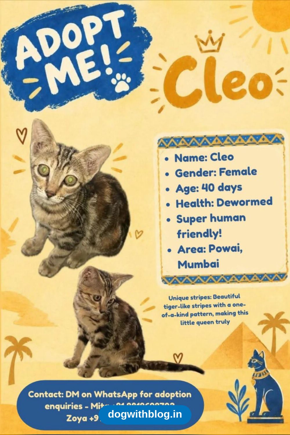 Cleo, a 40-Day-Old Tiger-Striped Female Kitten, Needs a Home in Powai in Mumbai