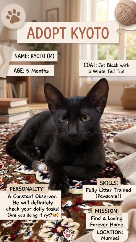 Adoption poster for Kyoto, showing a jet-black kitten with green-yellow eyes lying on a patterned rug in a living room