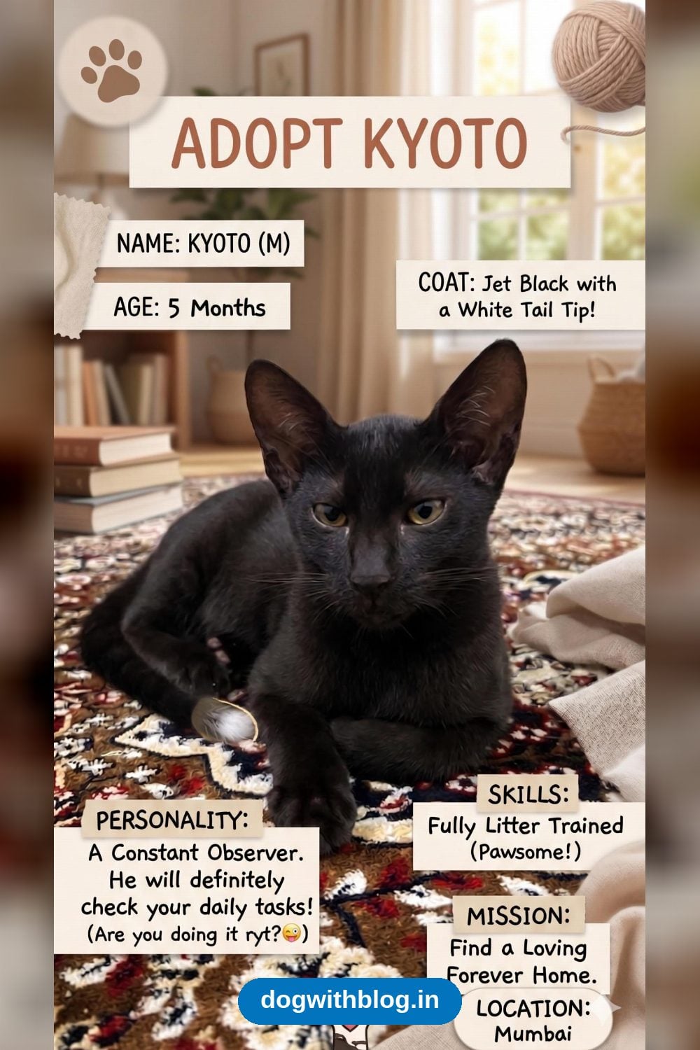 Kyoto, a Jet-Black Kitten With a White Tail Tip, Needs a Home in Mumbai