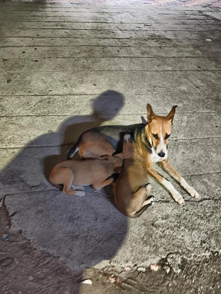 Brown mother dog lying on a concrete pavement beside her nursing puppy at night
