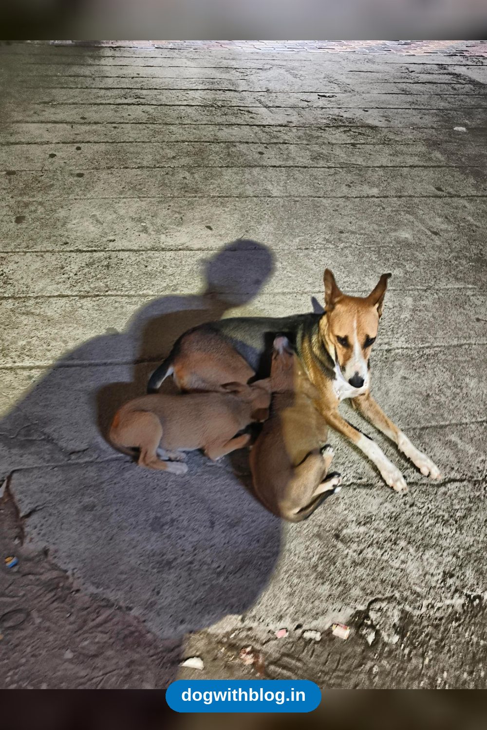 Mother Dog and Two Puppies at KR Puram Railway Station Need Help — Bengaluru