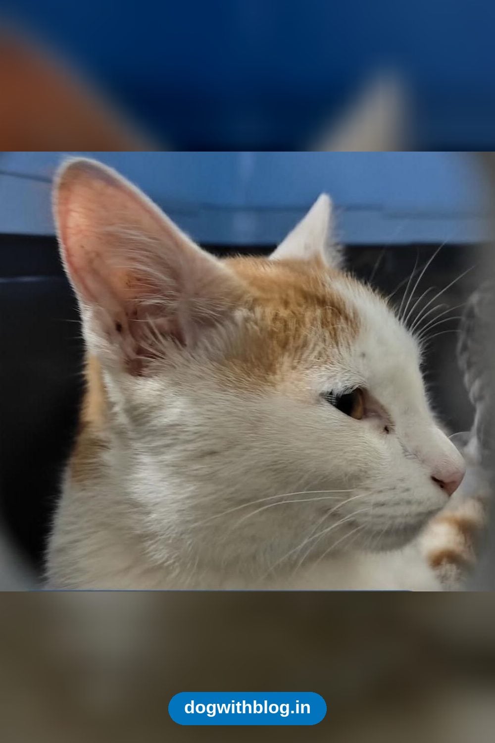 Foster Home Wanted for a Friendly 3-Month-Old Kitten — Bengaluru