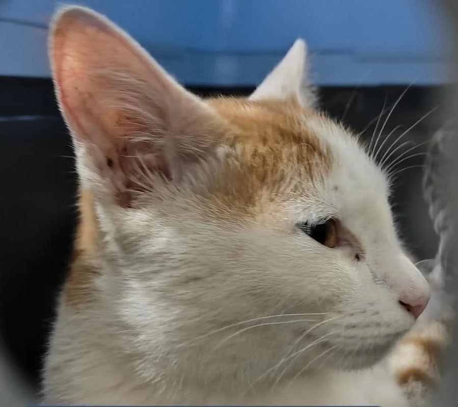 White and orange kitten in profile with upright ears and a pink nose, against a blue background. Kitten needing a foster home in Bengaluru.