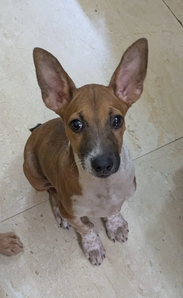 Brown and white indie pup with large upright ears sitting on a cream tile floor, one of three pups up for adoption in East Tambaram, Chennai