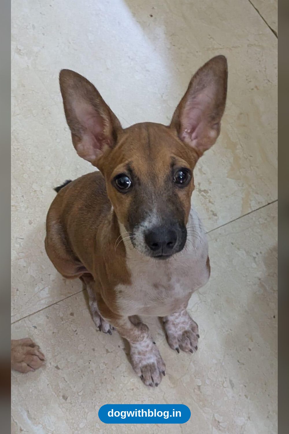 Two Male Indie Pups and One Female Pup, 1.5 to 3 Months Old, in East Tambaram in Chennai