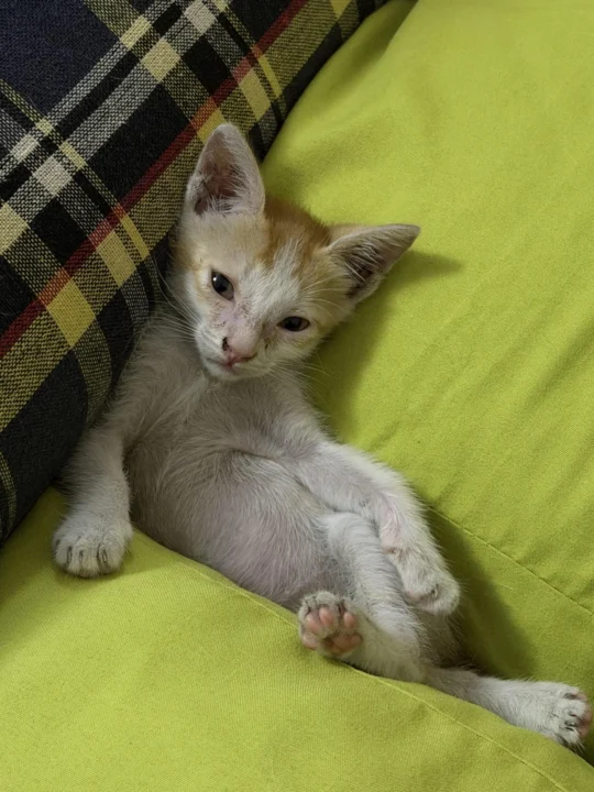 Potty-Trained 30-Day-Old Kitten Girl Needs a Home in Mumbai
