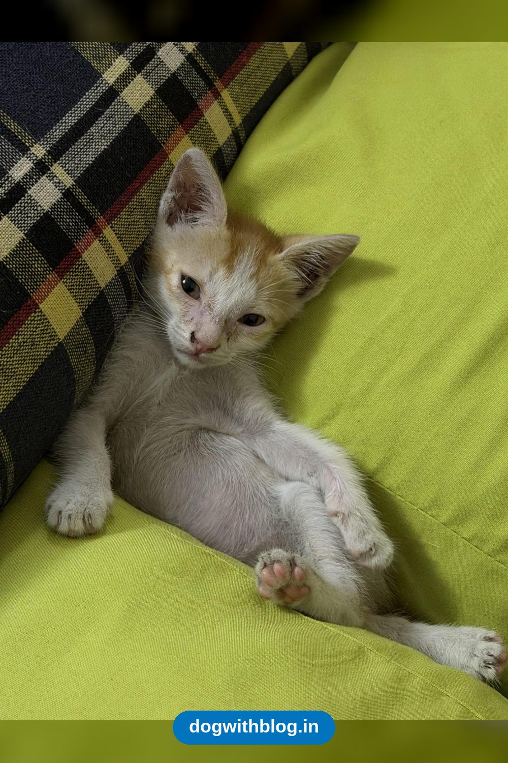 Potty-Trained 30-Day-Old Kitten Girl Needs a Home in Mumbai