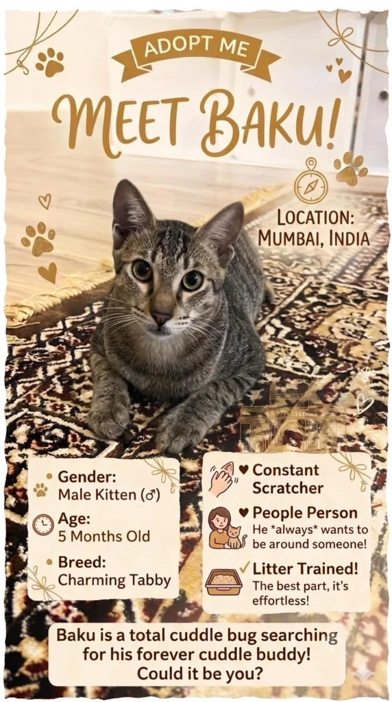 Adoption poster for Baku, showing a grey tabby kitten lying on a patterned rug above his age, gender and personality notes