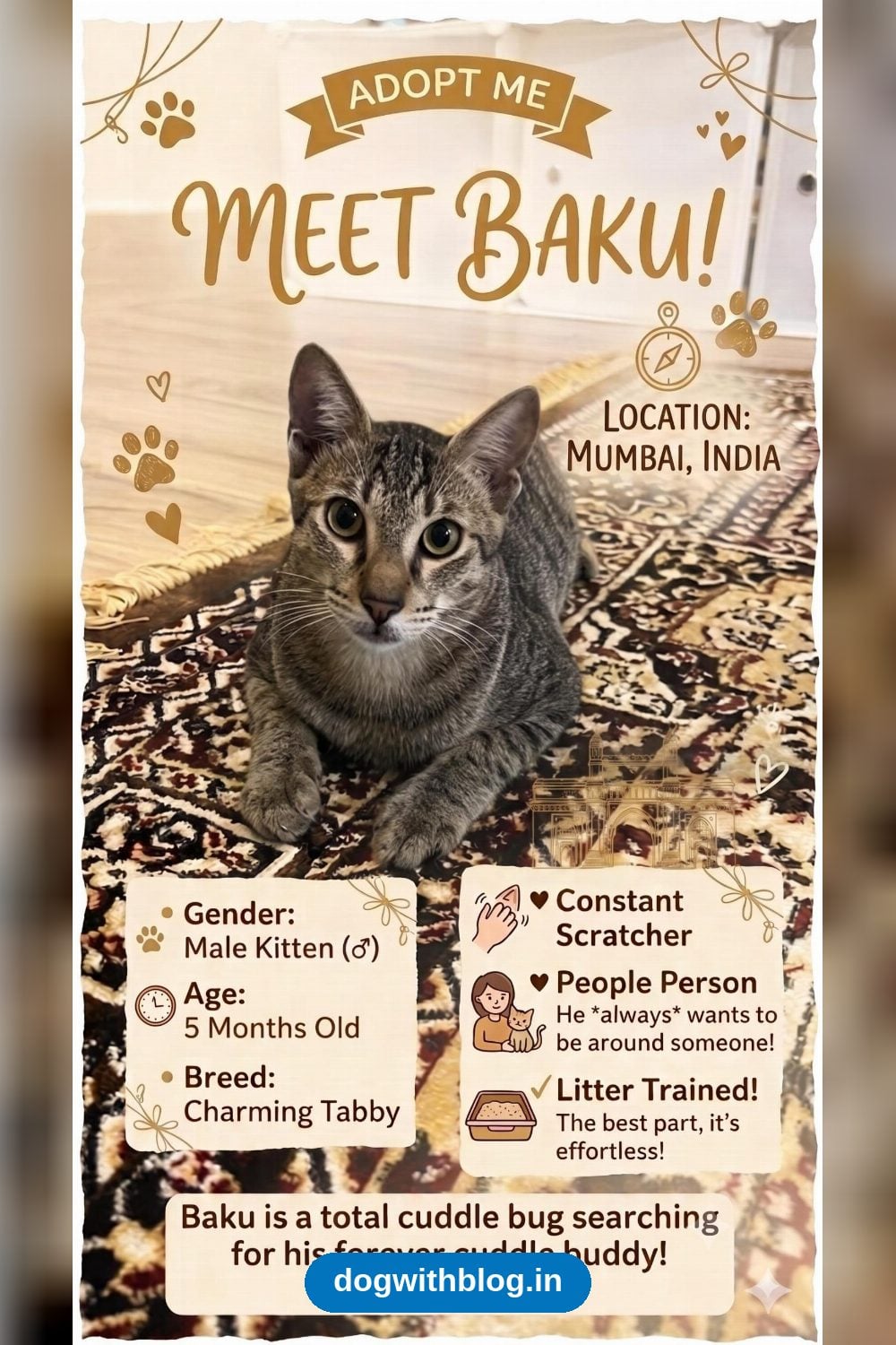 Baku, a Five-Month-Old Tabby Kitten, Needs a Home in Mumbai