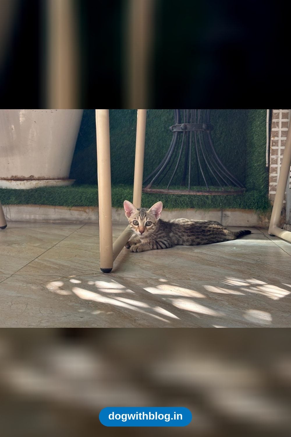 Two 2.5-Month-Old Kitten Sisters, One Blind in One Eye, Need a Netted Home — Delhi NCR