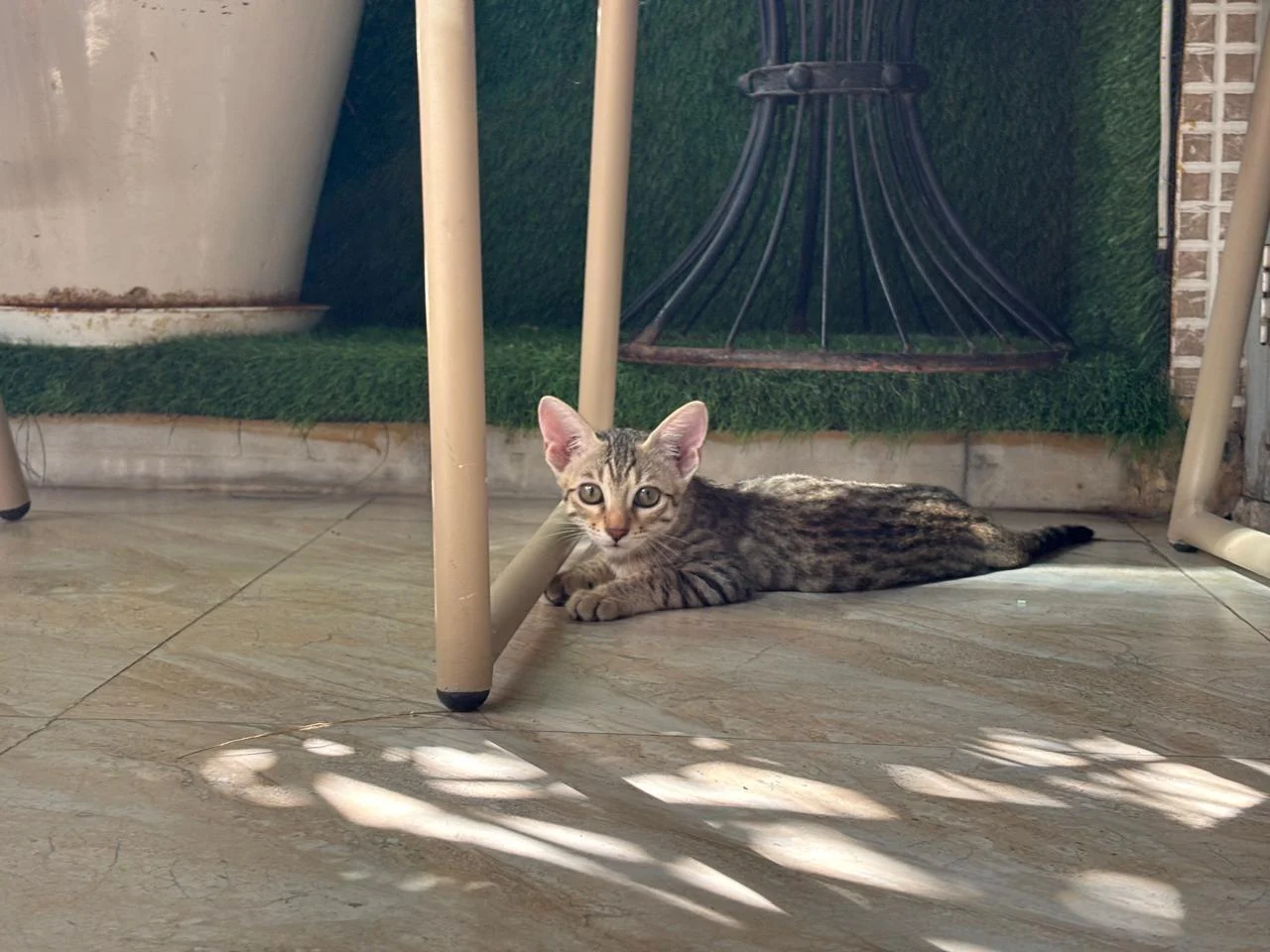Two 2.5-Month-Old Kitten Sisters, One Blind in One Eye, Need a Netted Home in Delhi NCR