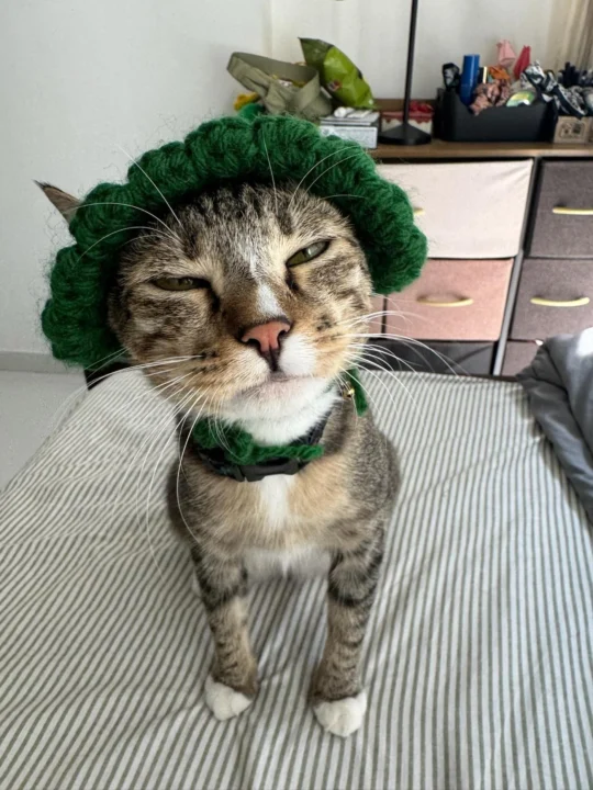 Penny, a Sterilised 1-Year-Old Female Tabby Cat, Needs a Home, adoptable cat in Pune