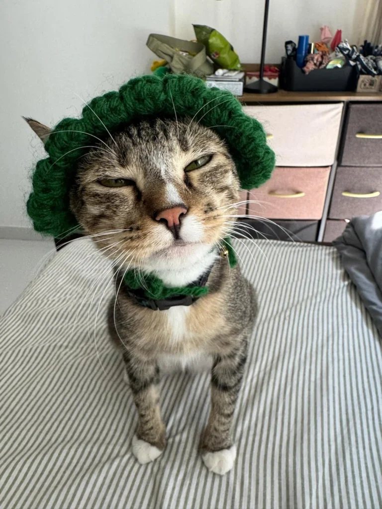 A tabby cat in a green crochet hat and collar, eyes half shut, sitting upright on a striped bed. This is Penny, a one-year-old cat up for adoption in Pune.