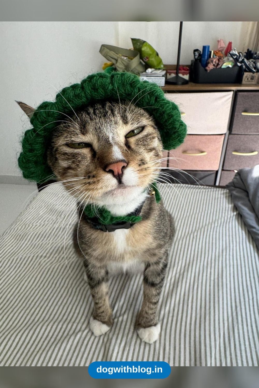 Penny, a Sterilised 1-Year-Old Female Tabby Cat, Needs a Home in Pune