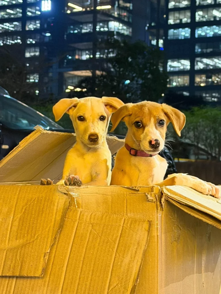 Two cream and tan puppies with floppy ears peering over the edge of a cardboard box at night, lit office buildings behind. Two Indie puppy girls up for adoption in Pune.