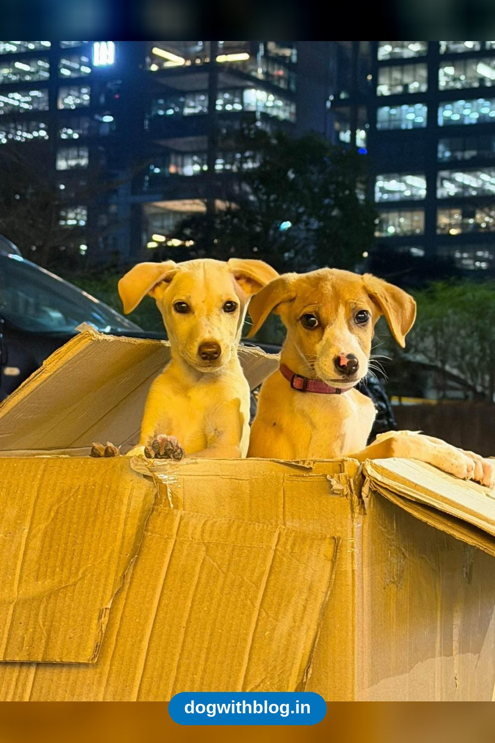 Two Indie Puppy Girls, 3 Months Old, Last of Their Litter Still Waiting for Homes in Pune