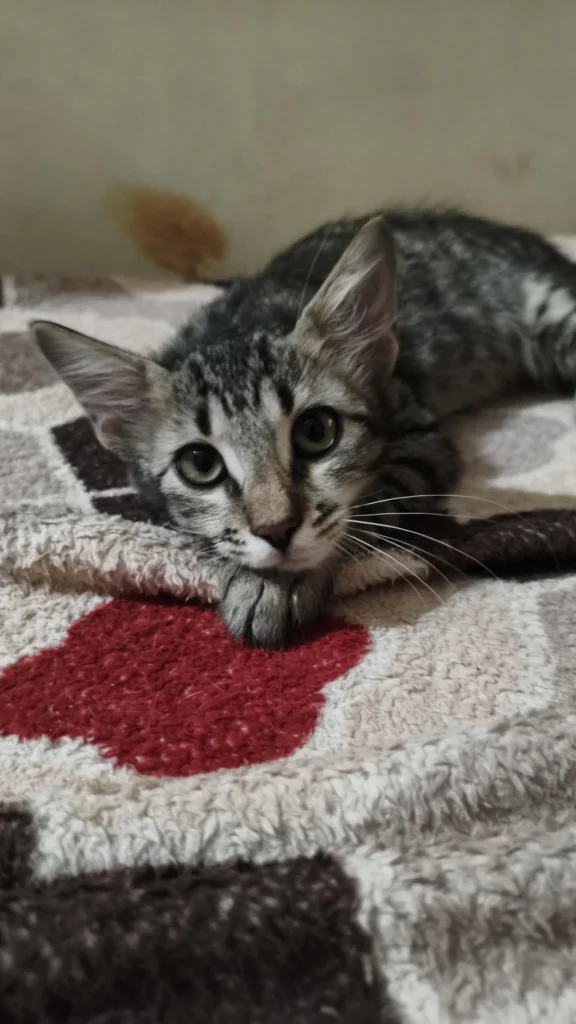 A grey tabby kitten lying on a cream and red fleece blanket, looking at the camera with its paws stretched forward