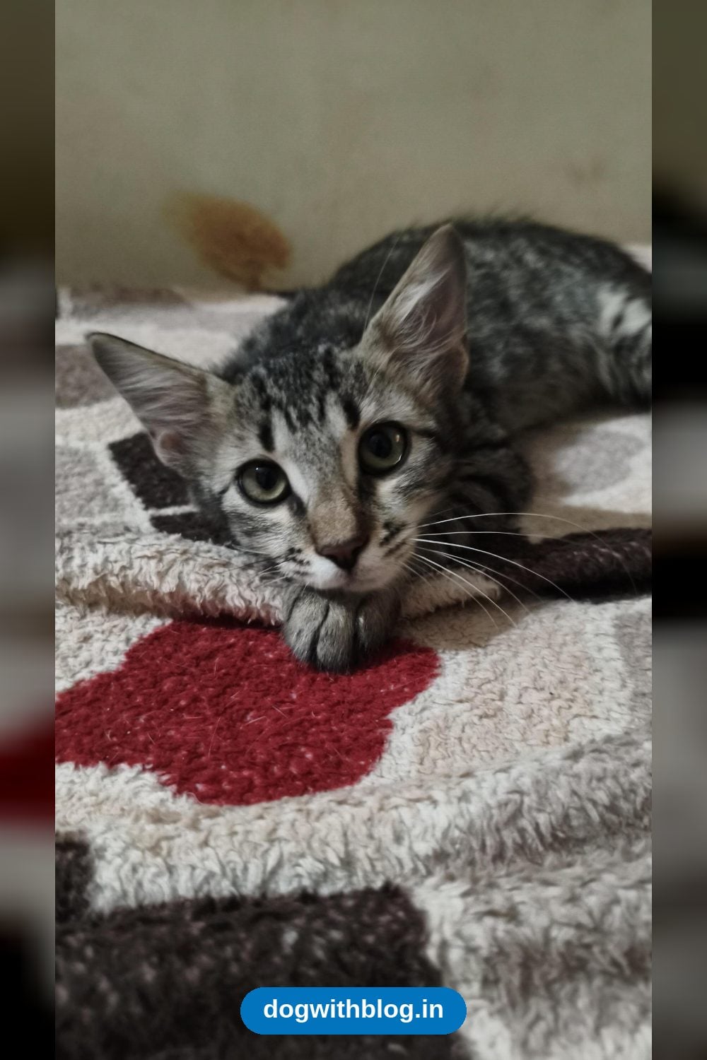 Shy Kitten, About 3 to 4 Months Old, Dewormed and Good With Other Cats, Needs a Home — Bengaluru