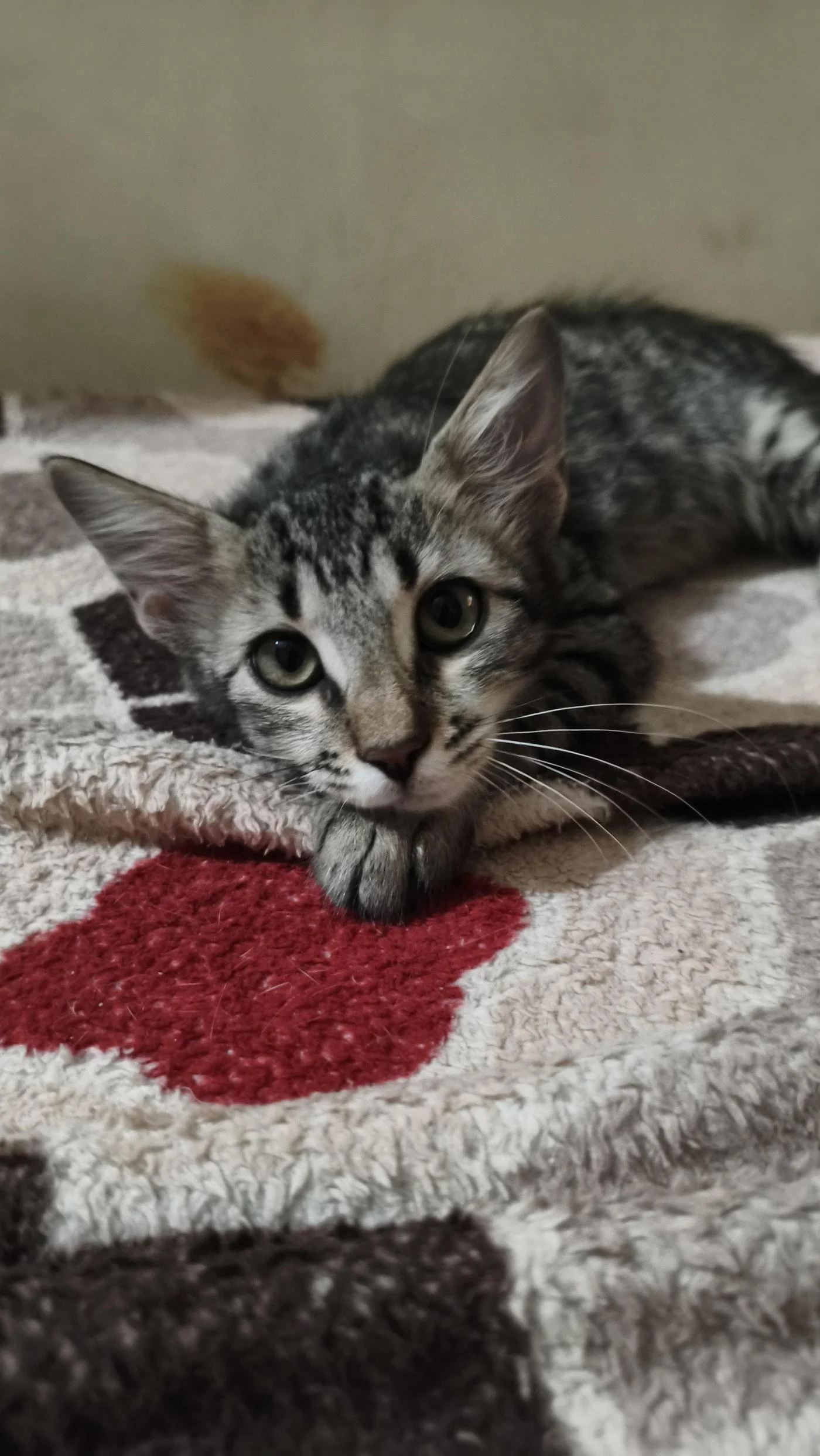 Shy Kitten, About 3 to 4 Months Old, Dewormed and Good With Other Cats, Needs a Home in Bengaluru