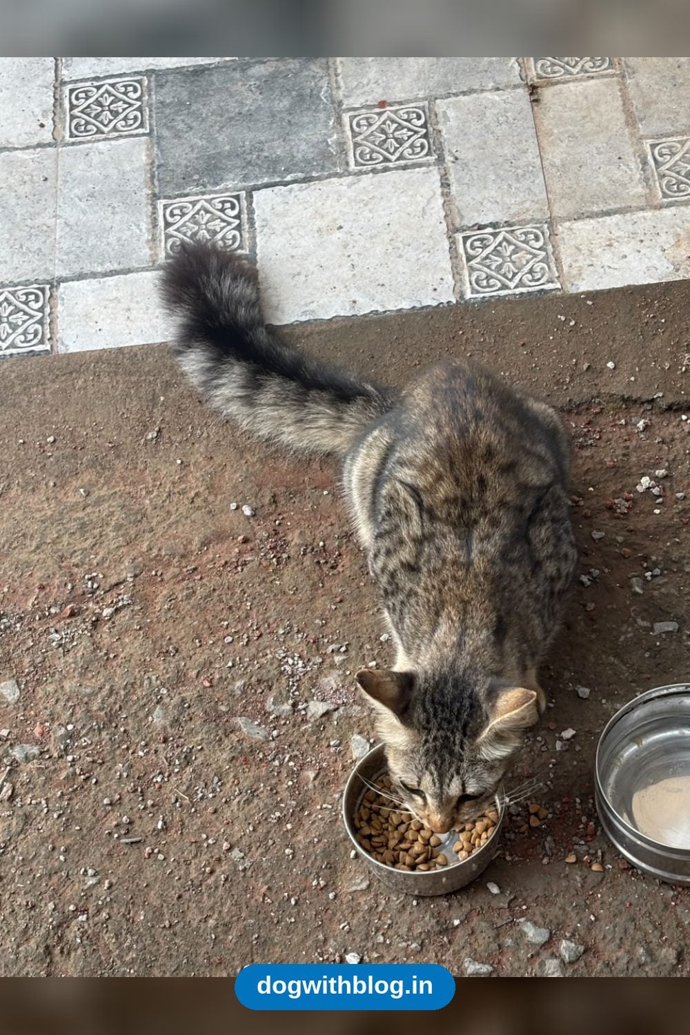 Abandoned Male Cat Needs a Home in Sus — Pune