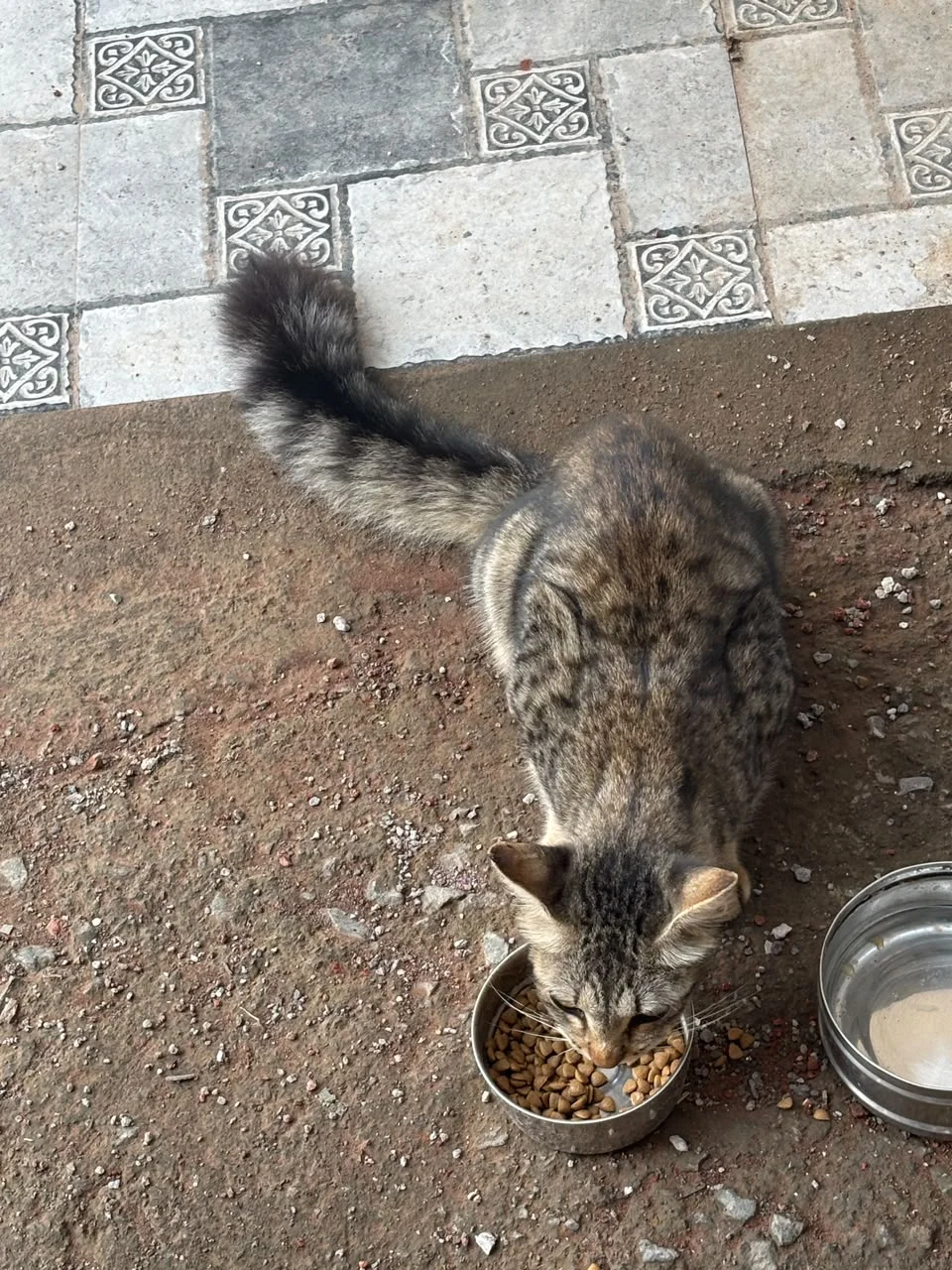 Abandoned Male Cat Needs a Home in Sus in Pune