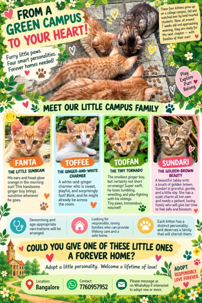 Adoption poster for four campus kittens named Fanta, Toffee, Toofan and Sundari, showing ginger, white-and-ginger and tabby kittens with a Bangalore location and contact number