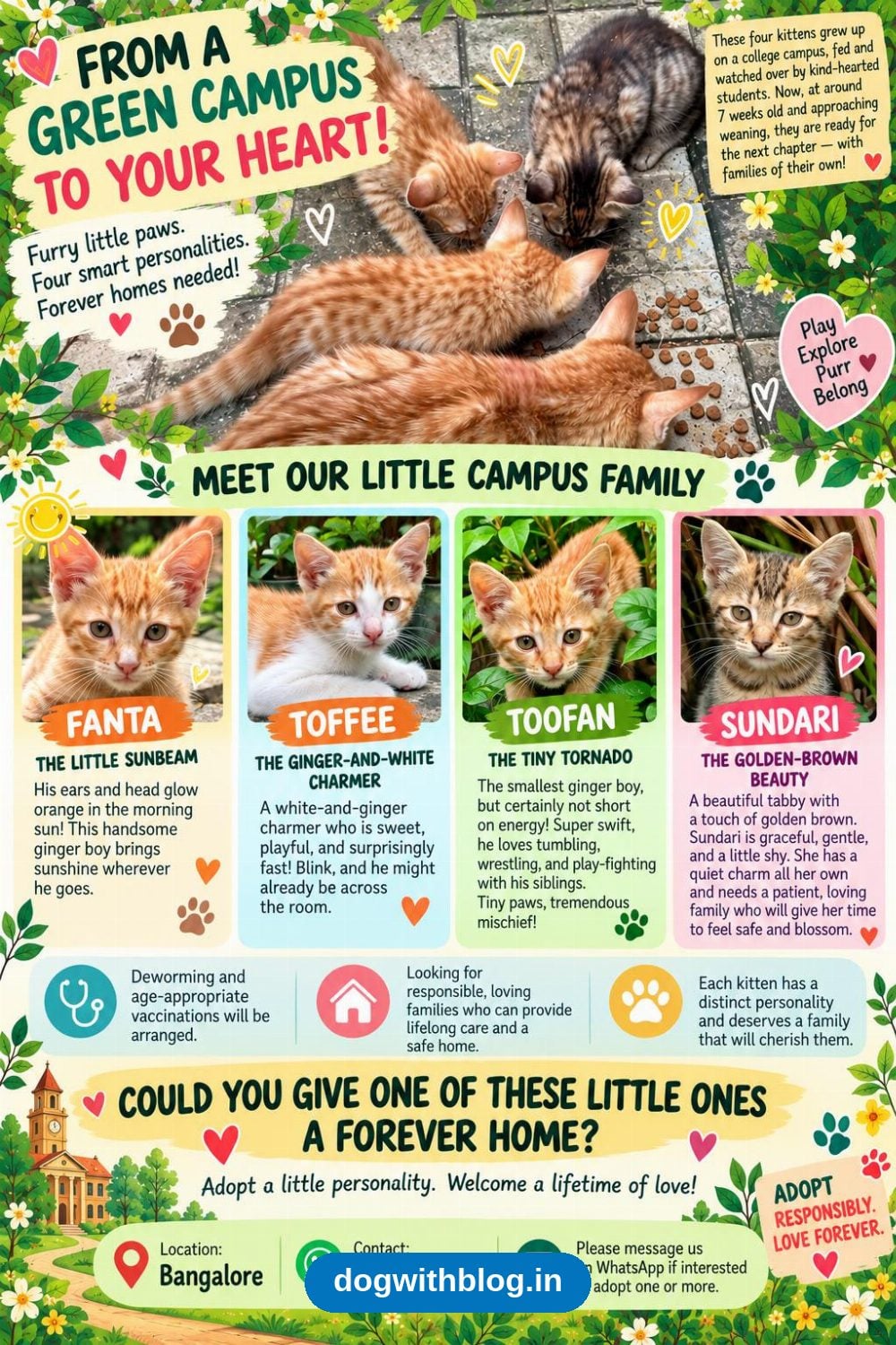 Four Campus Kittens, About 7 Weeks Old, Need Homes — Bengaluru