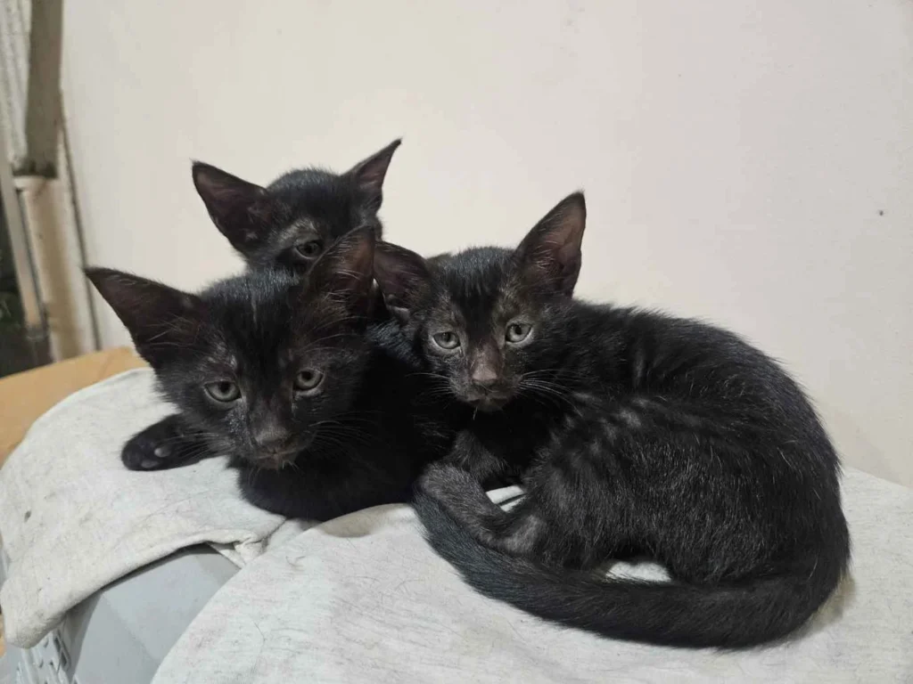 Three small black kittens curled up together on a grey blanket