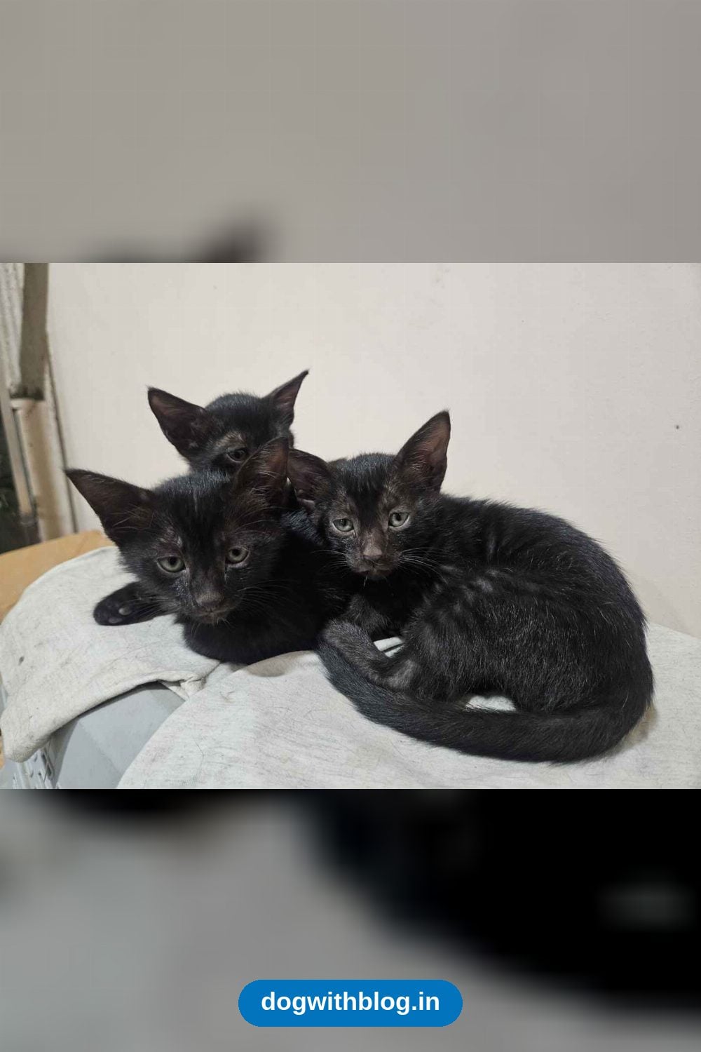 Five Two-Month-Old Kittens Near Sarojini Nagar Need Homes, Ideally in Pairs in Delhi NCR