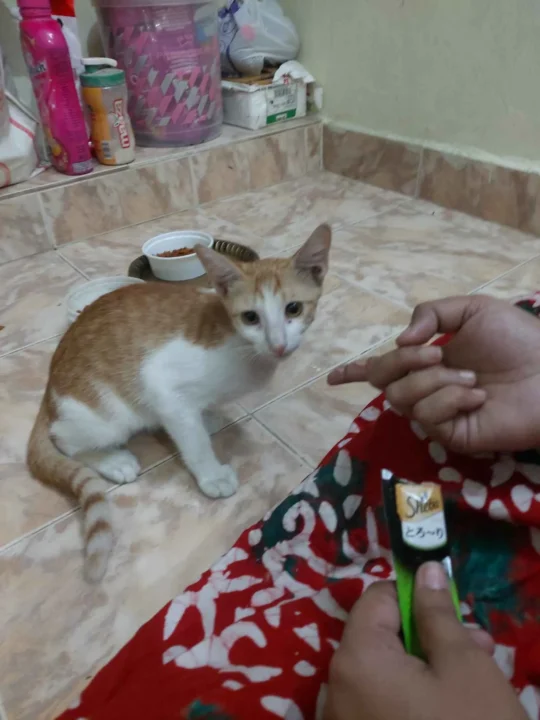 A Three-Month-Old Male Kitten in Medavakkam Needs a Home, adoptable cat in Chennai
