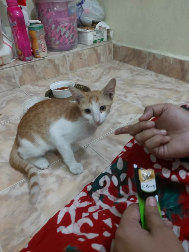 Orange and white kitten crouched on a tiled floor, looking at the camera while a person holds out a treat