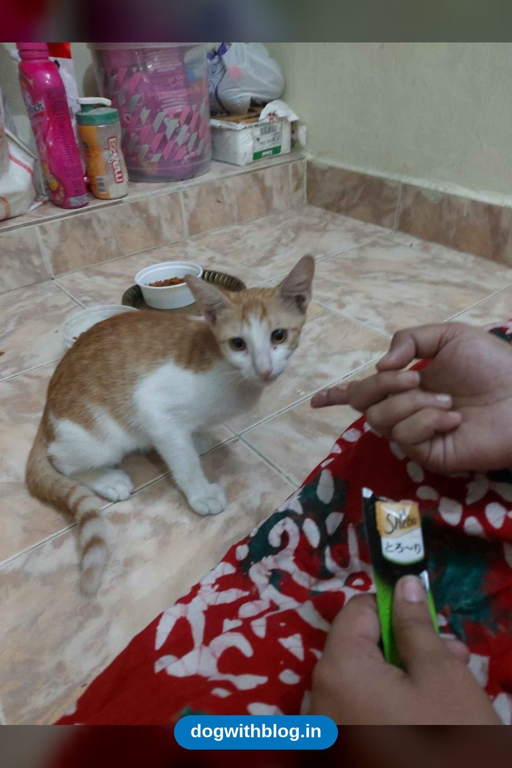 A Three-Month-Old Male Kitten in Medavakkam Needs a Home in Chennai