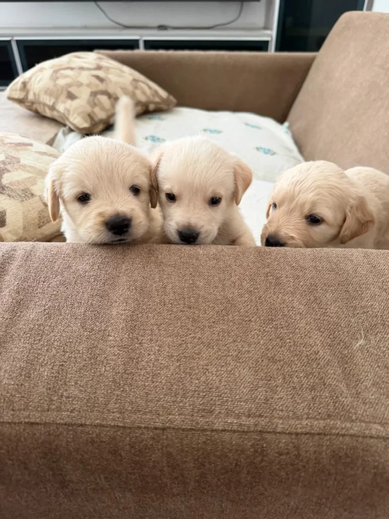 Three cream Golden Retriever puppies peeking over the back of a brown sofa cushion