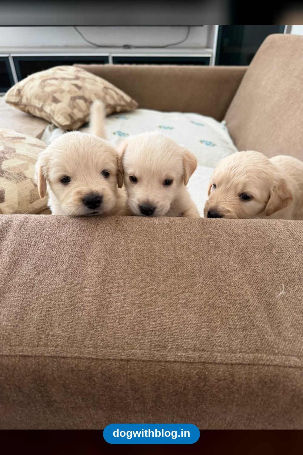 Eleven Labrador Puppies, One Month Old, Need Homes — Bengaluru