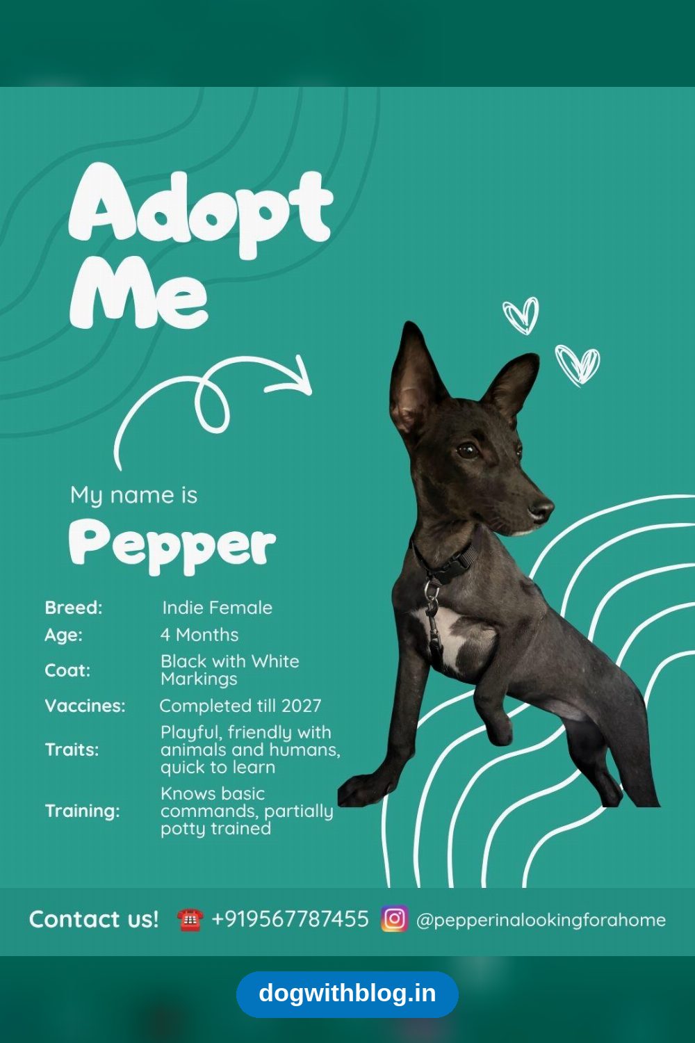 Pepper healed from a roadside wound and is ready for a home — Kochi
