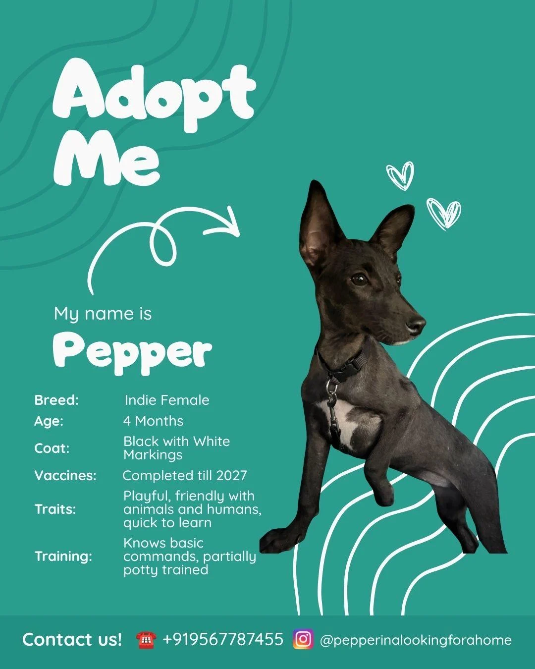 Pepper healed from a roadside wound and is ready for a home in Kochi
