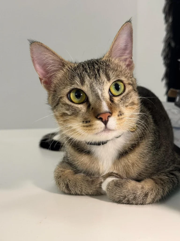 Tabby cat Penny with green eyes and a white chin looking at the camera