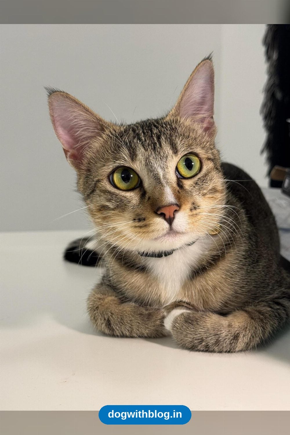 Penny, a Friendly One-Year-Old Tabby, Needs an Only-Cat Home — Bengaluru