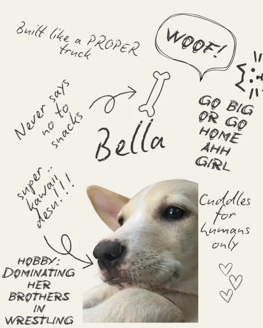 Billy, Bella and G, Fostered Street-Dog Siblings, Need New Homes, adoptable dog in Jabalpur