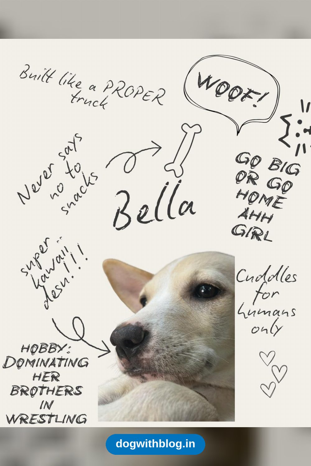 Billy, Bella and G, Fostered Street-Dog Siblings, Need New Homes — Jabalpur