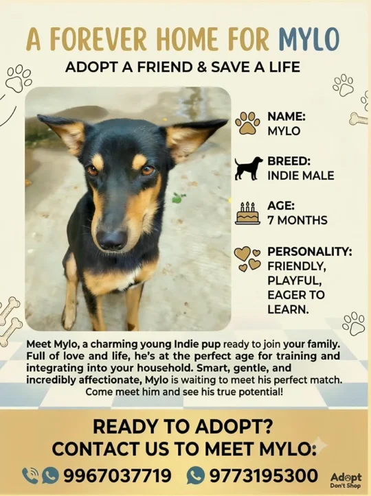 Mylo, a Friendly Seven-Month-Old Indie Boy, Needs a Forever Home, adoptable dog in Mumbai