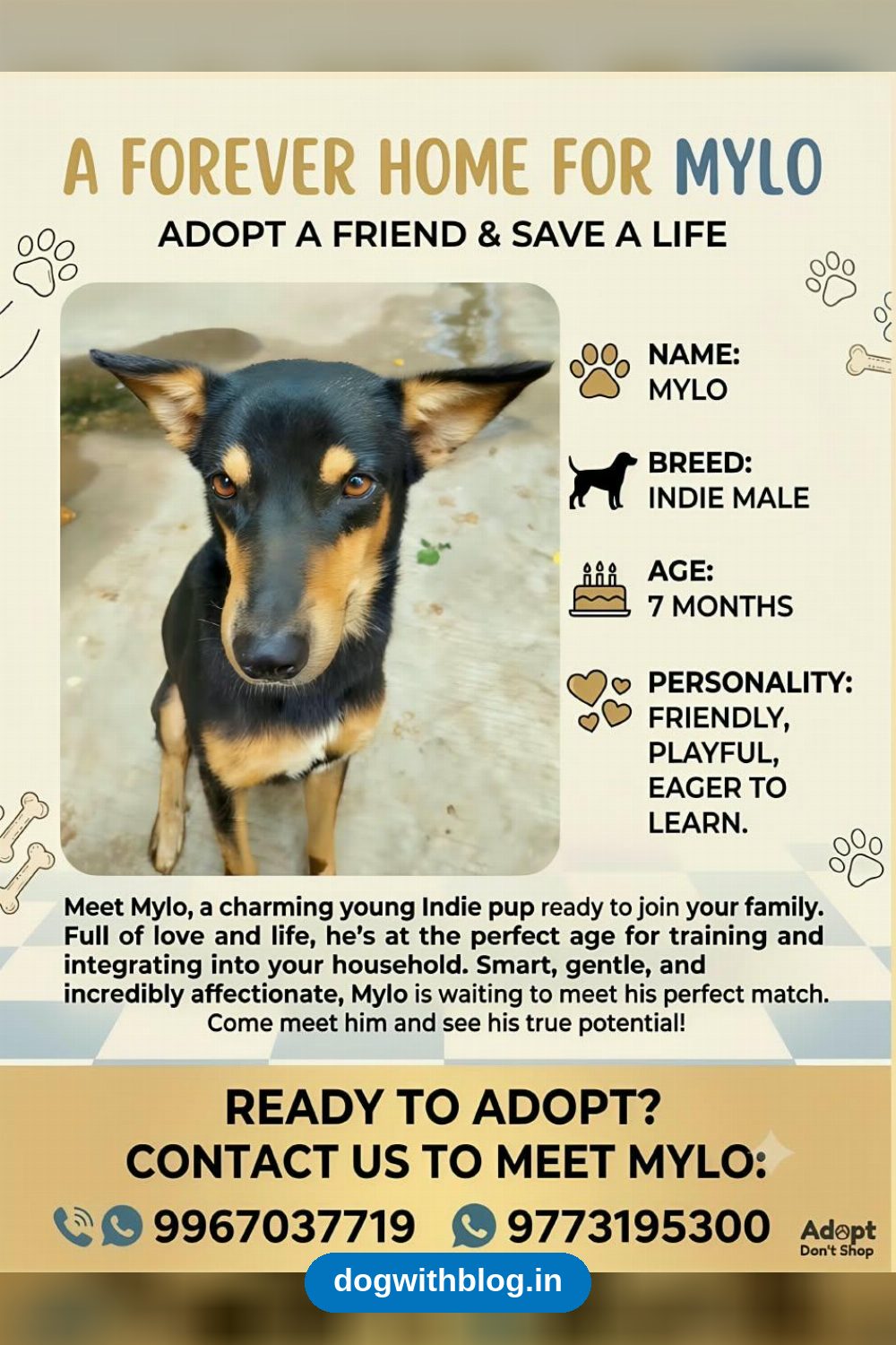 Mylo, a Friendly Seven-Month-Old Indie Boy, Needs a Forever Home — Mumbai
