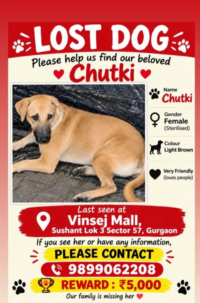 Lost dog poster for Chutki, a light brown female dog lying on a dark cloth, with the last-seen place at Vinsej Mall in Gurgaon and a Rs 5,000 reward.