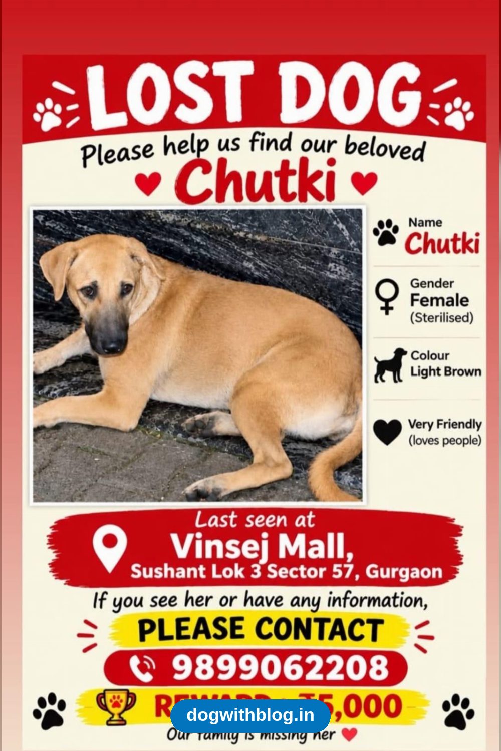Lost Dog, Chutki, Light Brown Female, Missing From Vinsej Mall, Sector 57 Gurgaon in Delhi NCR